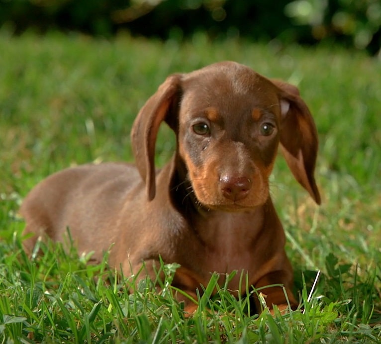perrito
