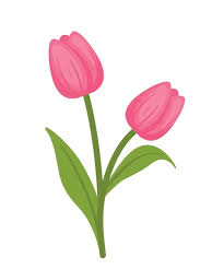 tulipanes